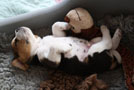 Beaglewelpe liegt auf dem R&uuml;cken